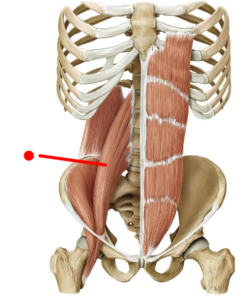 Psoas Muscle